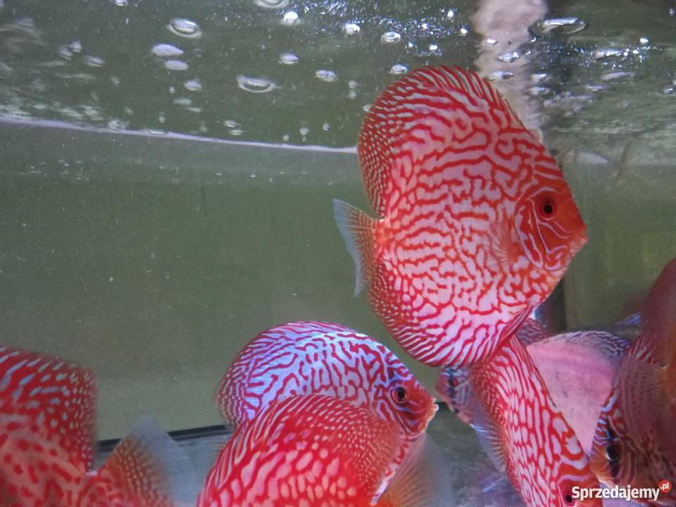 Paletki dyskowce 10 Gronity