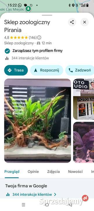 Żółw Grecki Lądowy Olsztyn bezpieczna wysyłka warmińsko-mazurskie