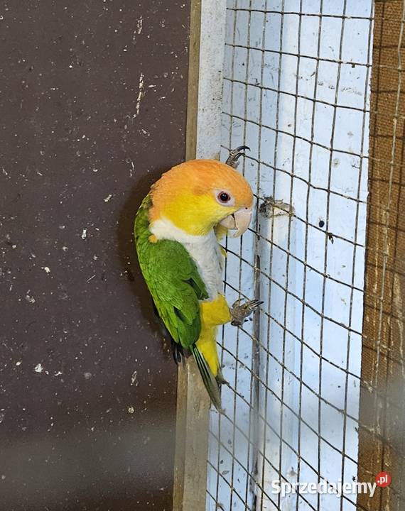 Barwinka białobrzucha barwinki Ptaki Świerklany