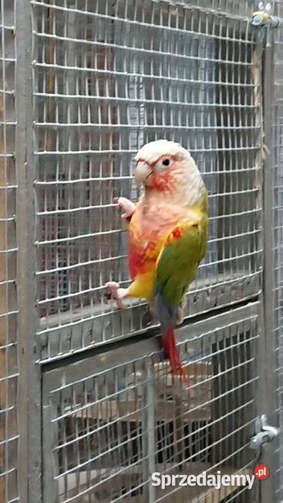 Rudosterki zielonolice Pineapple Złotoryja