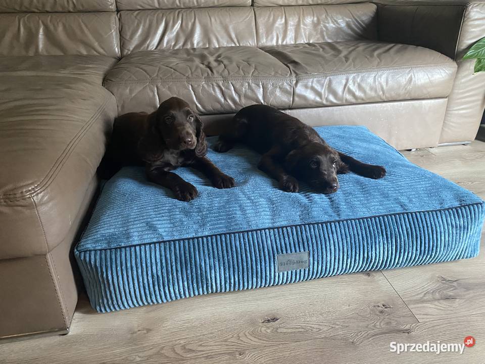 Asortyment do sklepu zoologicznego Kamyk sprzedam