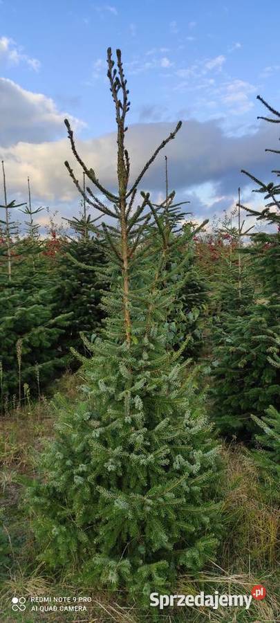 Świerk Serbski Picea Omorika mazowieckie Białobrzegi