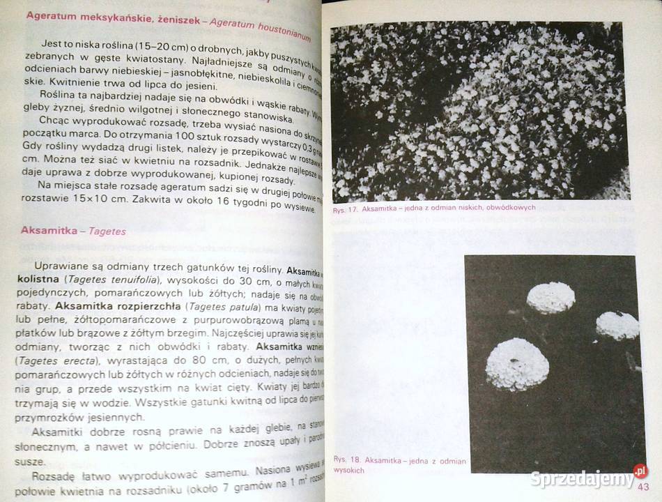 Działka piękny bukiet Izabela Kiljańska