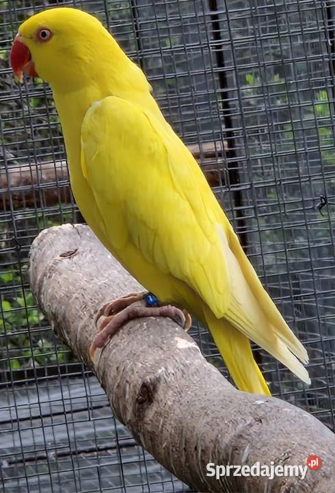 Aleksandretta obrożna łatwo się oswaja i można wielkopolskie Poznań