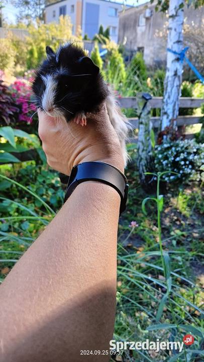 Świnka morska rozetka dziewczynka Mochała