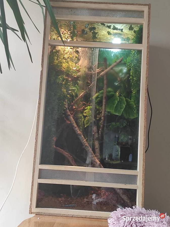 Kameleon jemeński samiec z terrarium Lublin