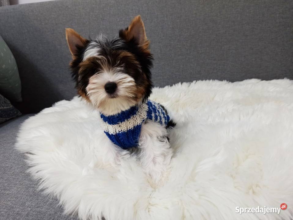 Do odbioru York Biewer 100 Rodowód IHR Czip BEZ Warszawa