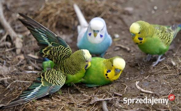 Papużki faliste zachodniopomorskie Malechowo