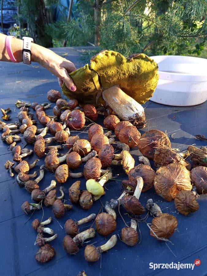 Sprzedam domek letniskowy jeziorem w Ostrowy Domki drewniane Częstochowa