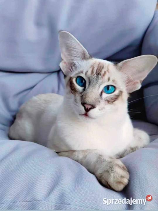Zapowiedź miotu rasowych kociąt Balijskich z Pozostałe Gdańsk sprzedam