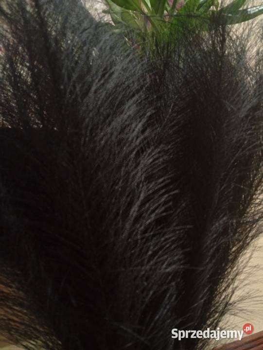 Czarna trawa pampasowa 40 sztuk Szczecinek
