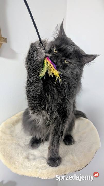 Reproduktor Maine Coon blue solid Zapraszamy Pszczyna sprzedam
