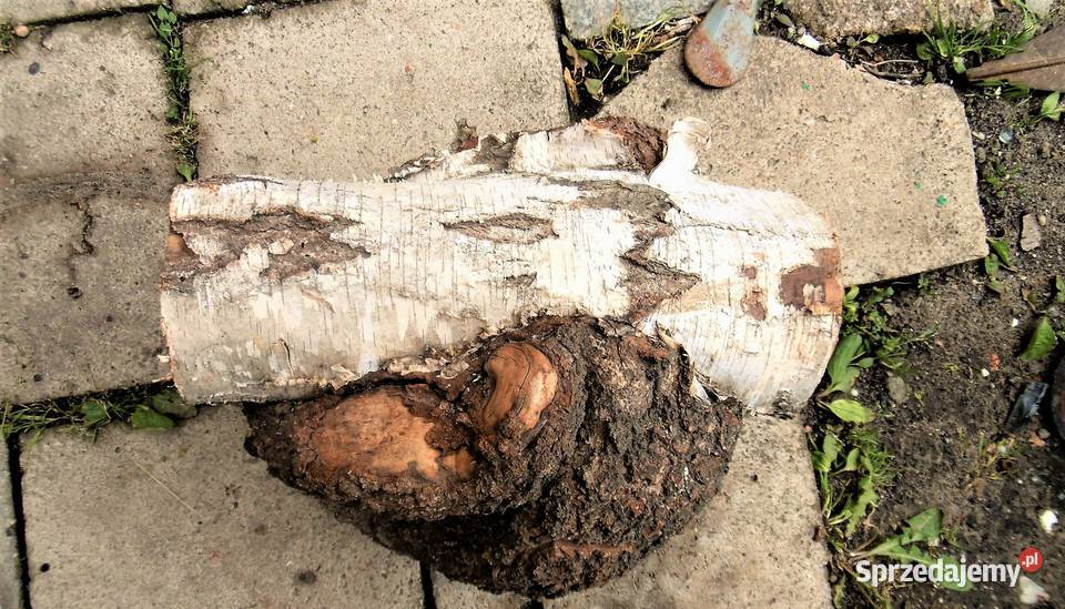 czeczota brzozowa narośl obrzęk Namysłów