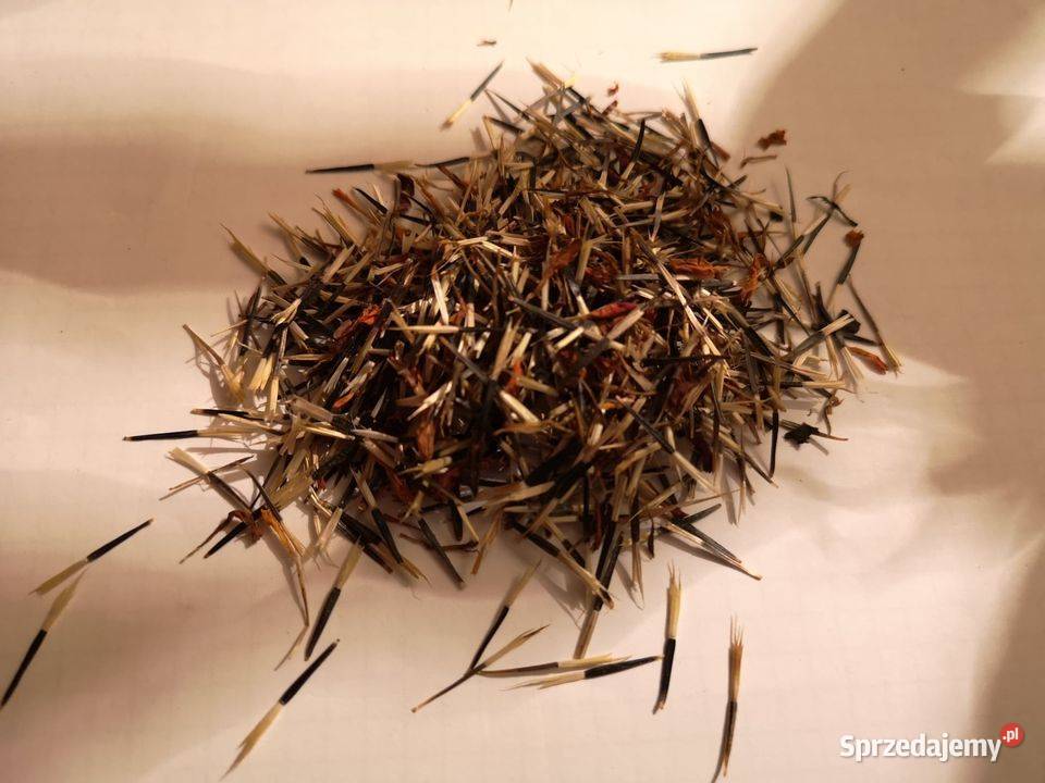 Aksamitka nasiona HURT 1 Poplon Przedplon Rolnictwo podkarpackie Alfredówka