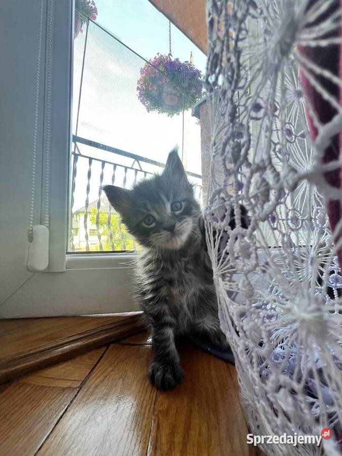 Kocięta Maine Coon Szczekociny sprzedam
