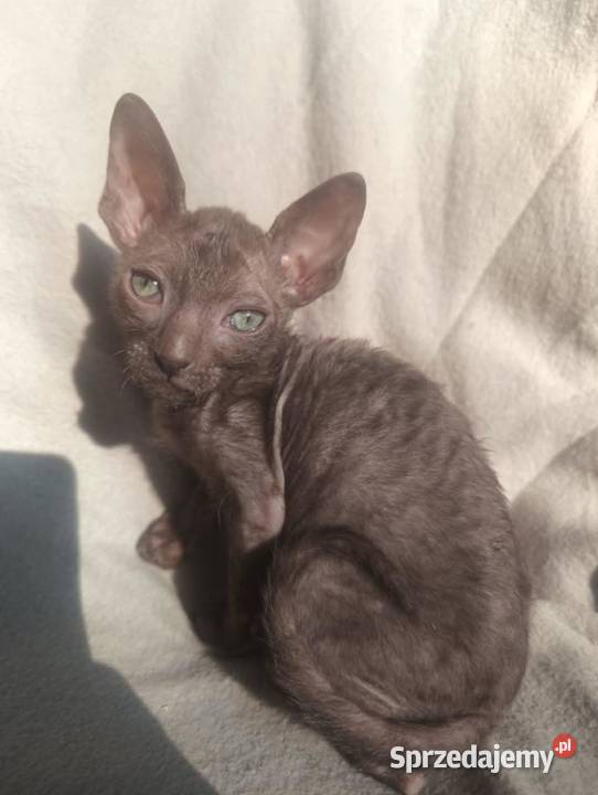 Kot kotka kociaki cornish rex devon rex HodUrok
