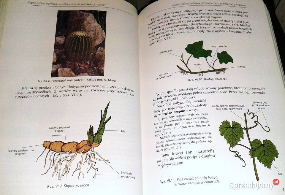 Botanika i biologia komórki Andrzej Batko W Chełm