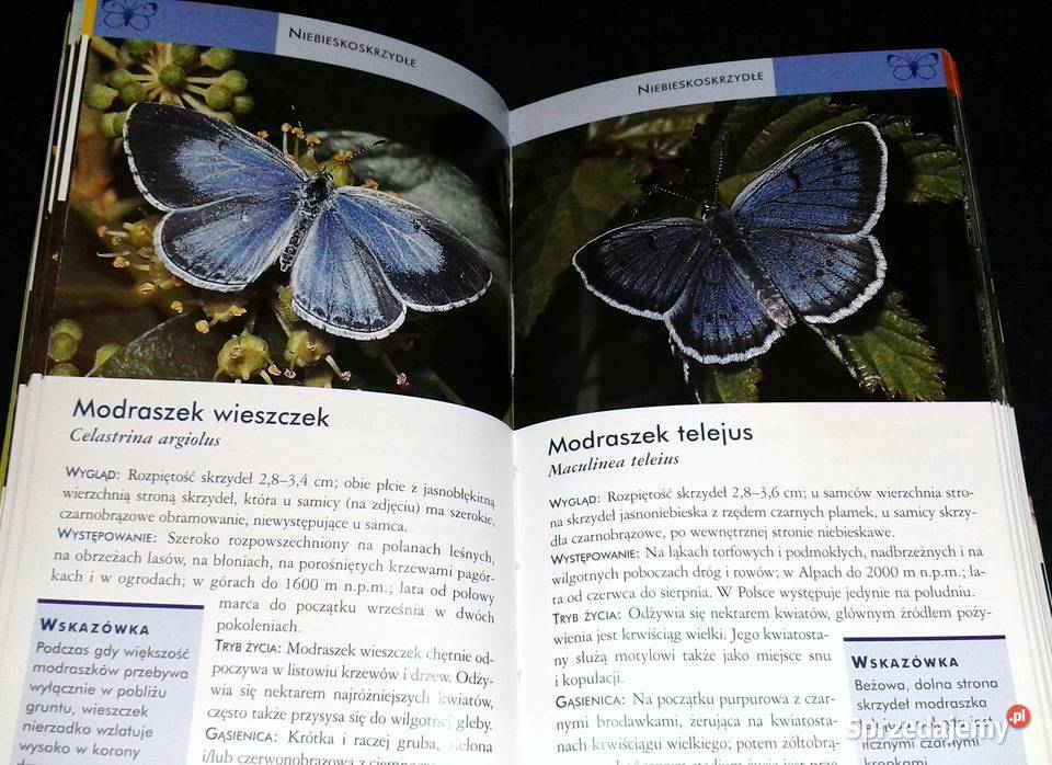 Motyle Atlas łatwe rozpoznawanie red Robert Chełm