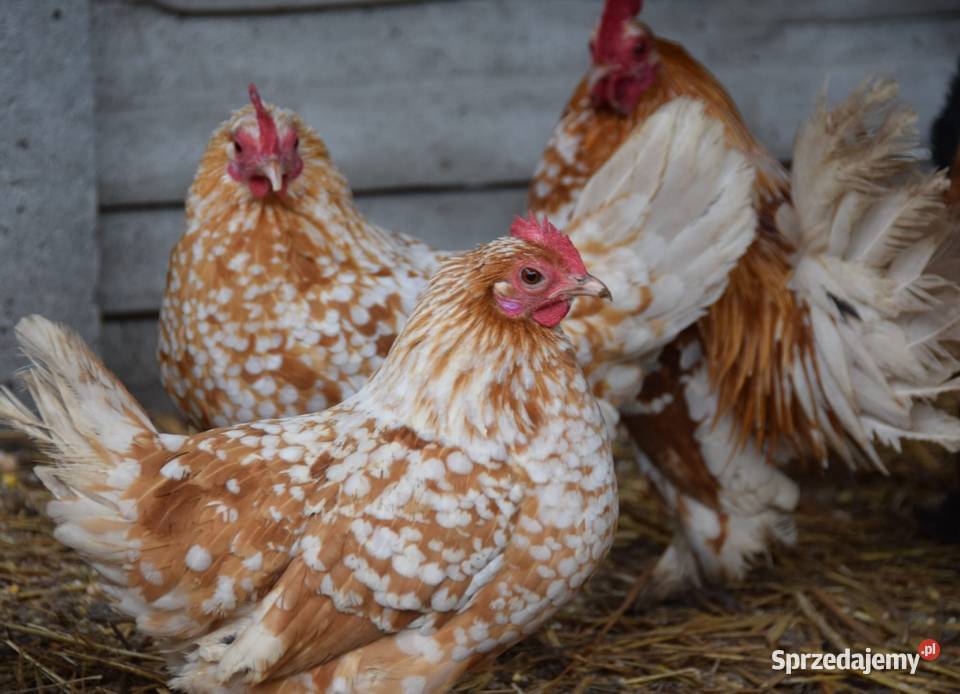 Jaja lęgowe karzełki łapciate