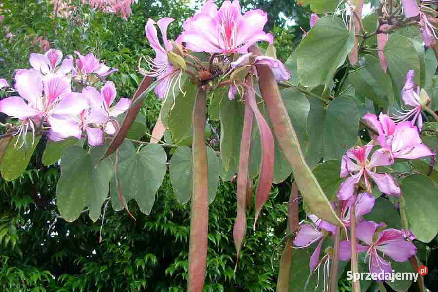 BAUHINIA ZMIENNA Bauhinia variegata NASIONA 30