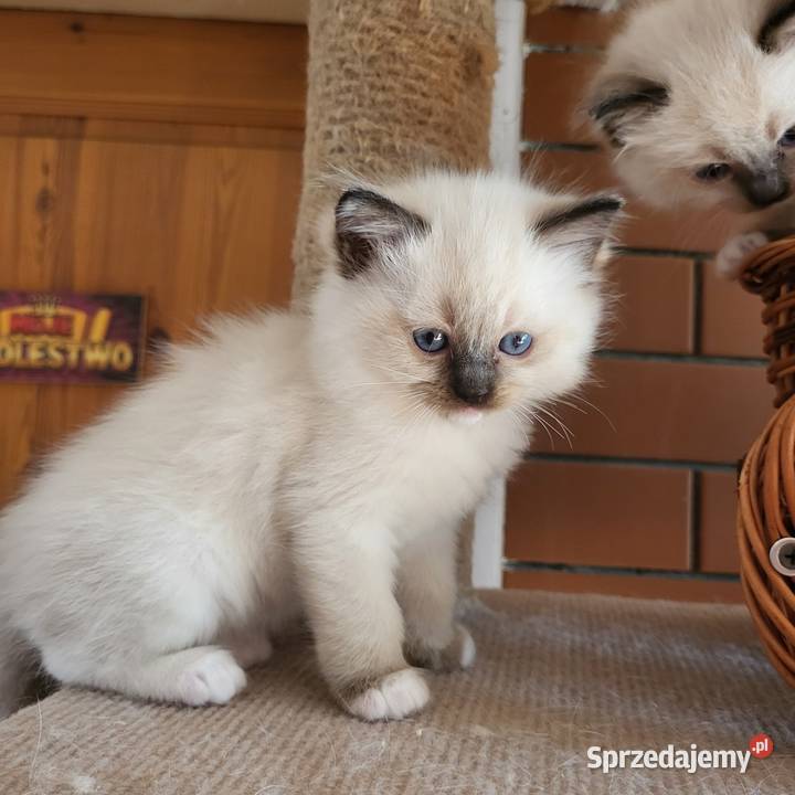 Ragdoll Ragdolle Ragdollowo Piorunówek