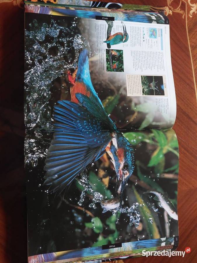 Królestwo zwierząt encyklopedia Świat Książki DK Literatura Tychy sprzedam