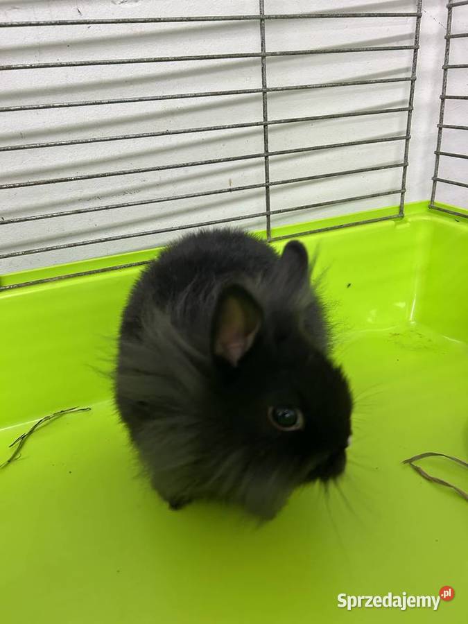 króliczki miniaturki możliwy dowóz