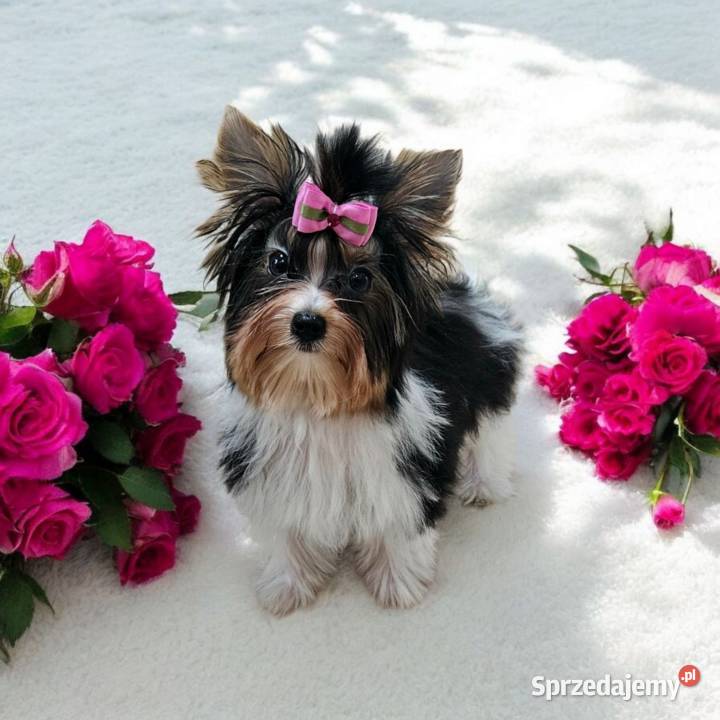 Piękna Miniaturowa maleńka Suczka York Biewer Do