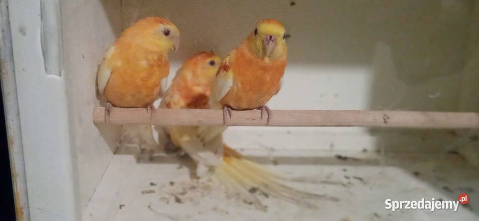 Świergotki oranż rubino Ptaki Zduńska Wola sprzedam