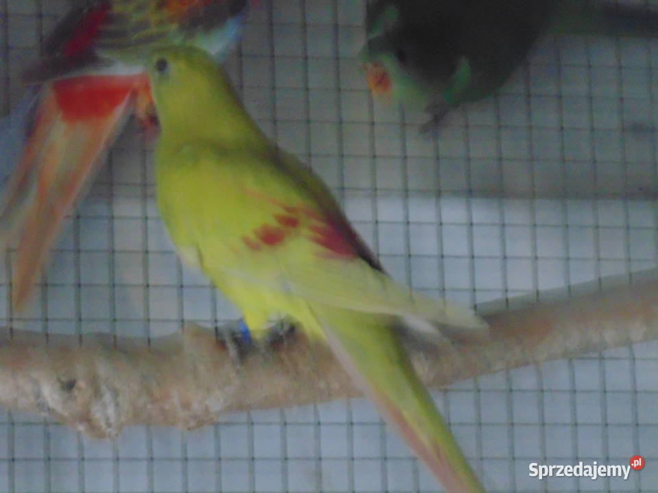 ksierzniczka wali Ptaki Racibórz sprzedam