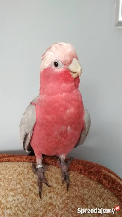 Sprzedam kakadu różową Bogatynia