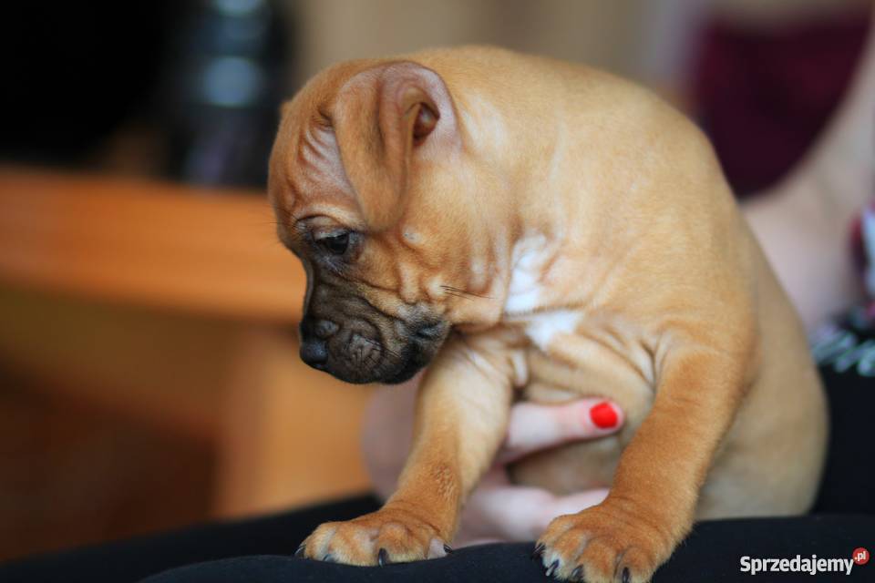 Staffordshire bull terrier staffik stafik Maków Mazowiecki