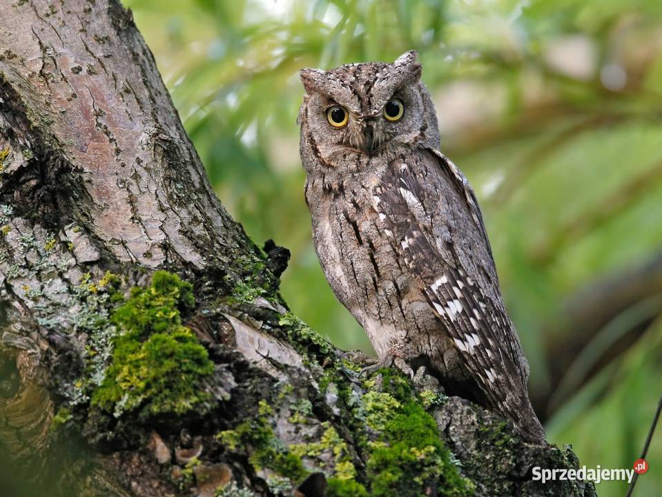Syczek Otus Scops Młode 2025r Zapisy sprzedam