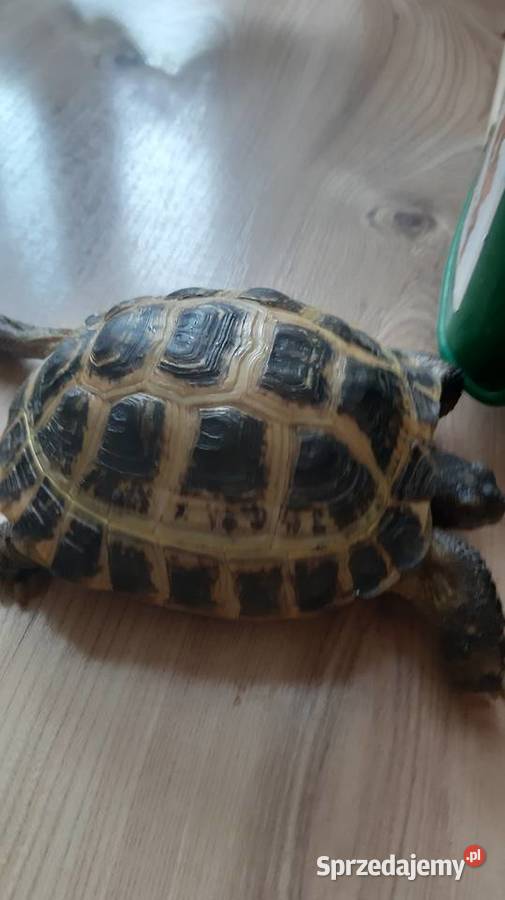 Żółw stepowy Warszawa