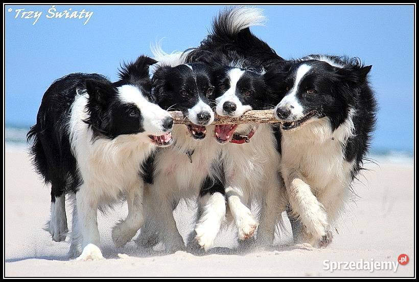 Border Collie szczenięta rodowód ZKwP FCI Psy wielkopolskie Poznań