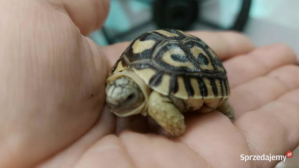Żółw lamparci żółwie lamparcie młode żółwiki warmińsko-mazurskie Giżycko