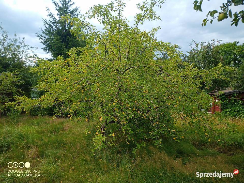 DZIAŁKA ROD WÓJTOWA ROLA OLSZTYN