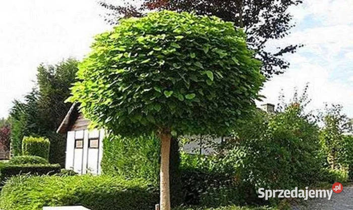 Surmia Bignoniowa Nana Catalpa Wysokość rośliny Łódź