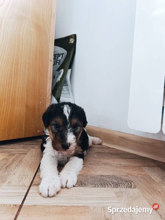 Foksterier tricolor szorstkowłosy Sokołów Podlaski sprzedam