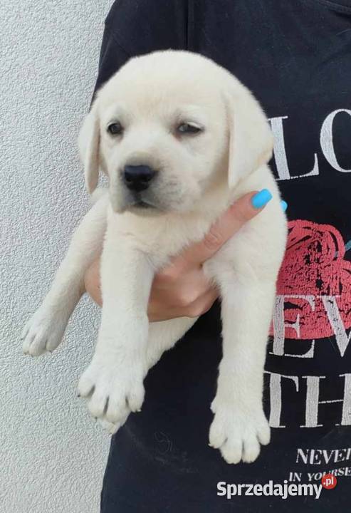 Labrador retriever pochodzenie fci świętokrzyskie Strużki sprzedam