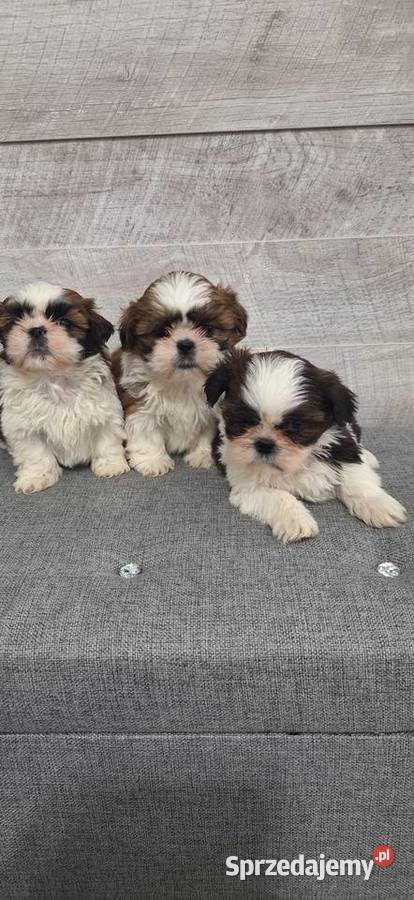 Shih Tzu suczki mazowieckie