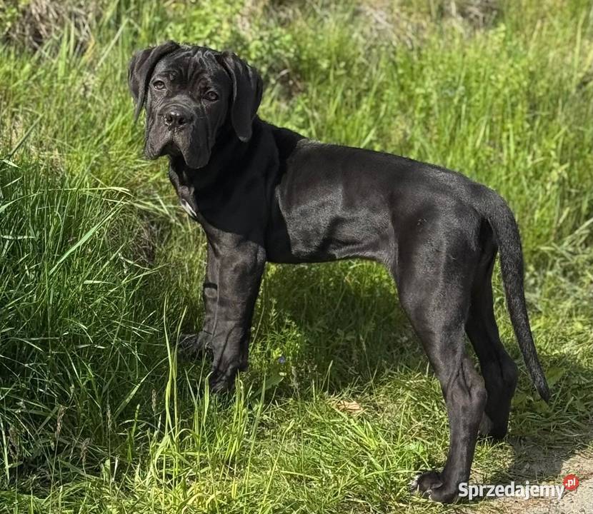 Czarna smoła suczka Cane Corso z domowej hodowli Warszawa