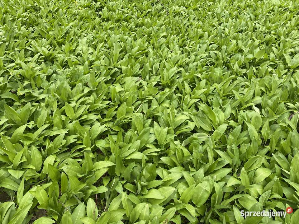 Czosnek niedźwiedzi Bielsko-Biała