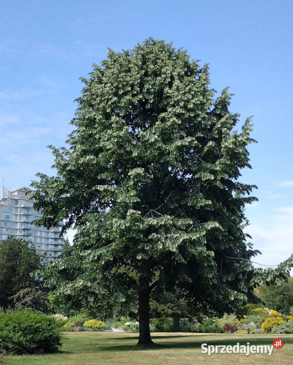 LIPA SREBRZYSTA Tilia tomentosa NASIONA 90 sztuk Lubanie