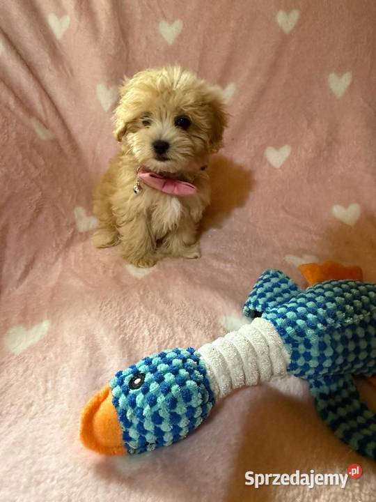 Maltipoo malutkie Maltańczykpudel toy sprzedam