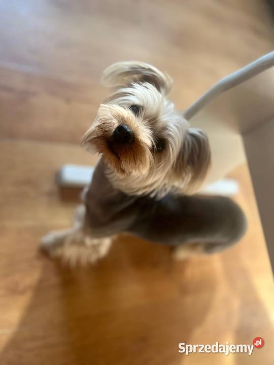 Sprzedam dorosłego yorka Jeziora Wielkie