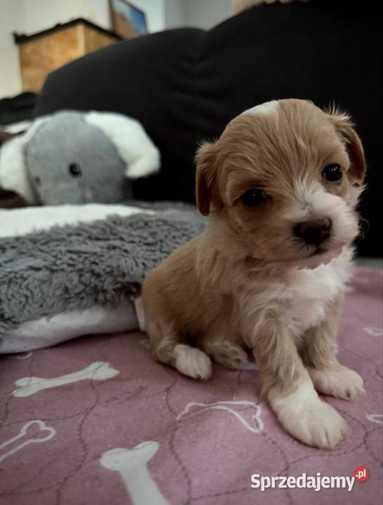 Maltipoo maleńka dziewczynka Wadowice