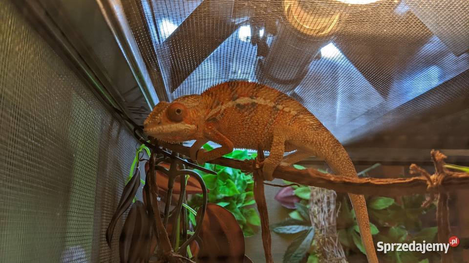 Kameleon Lamparci red samiec Krotoszyn