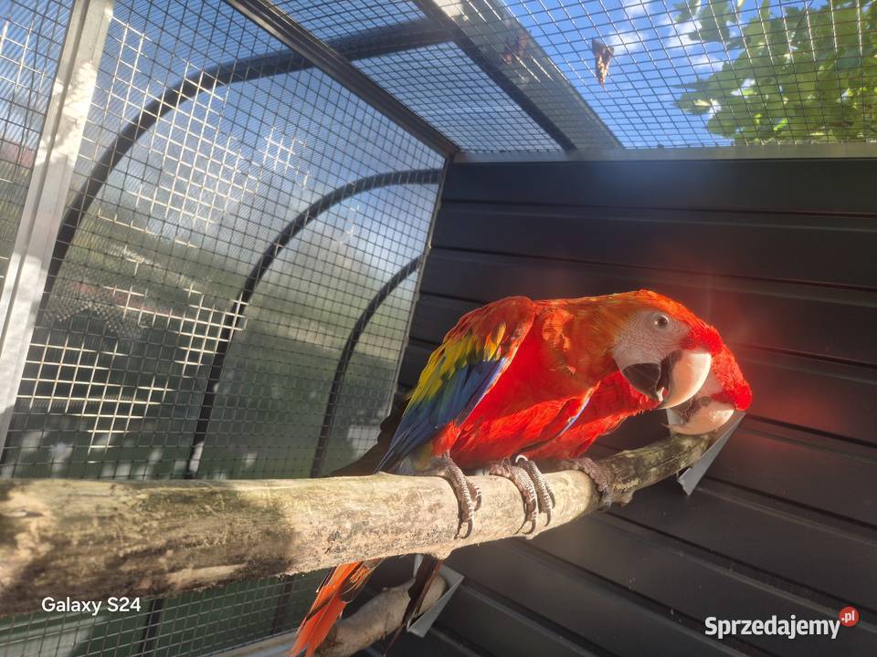 Ara Macao para Rakoniewice