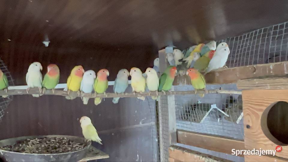 Papugi nierozłączki Strzegom sprzedam